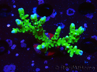 WYSIWYG - BR Green Goblin Anacropora 1V4