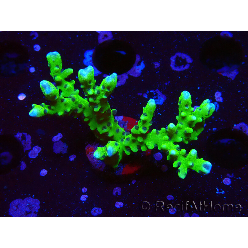 WYSIWYG - BR Green Goblin Anacropora 1V4