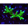 WYSIWYG - BR Green Goblin Anacropora 1V4