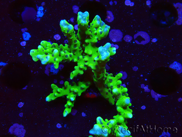 WYSIWYG - BR Green Goblin Anacropora