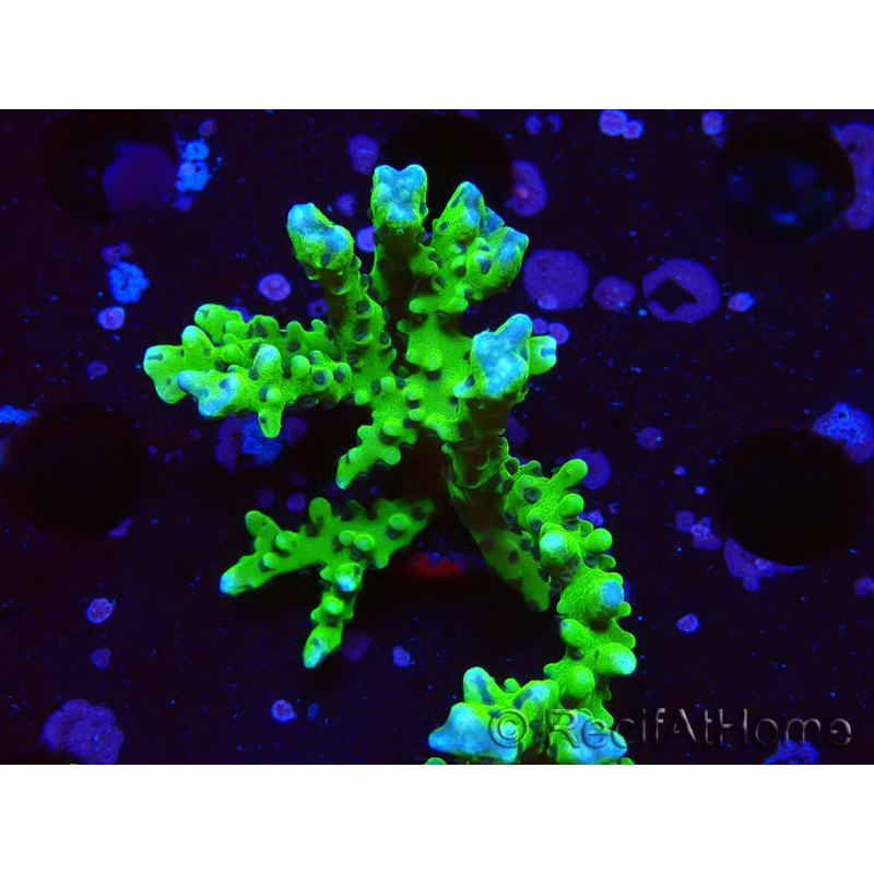 WYSIWYG - BR Green Goblin Anacropora