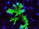 WYSIWYG - BR Green Goblin Anacropora