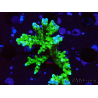WYSIWYG - BR Green Goblin Anacropora