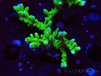 WYSIWYG - BR Green Goblin Anacropora 1V6