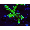 WYSIWYG - BR Green Goblin Anacropora
