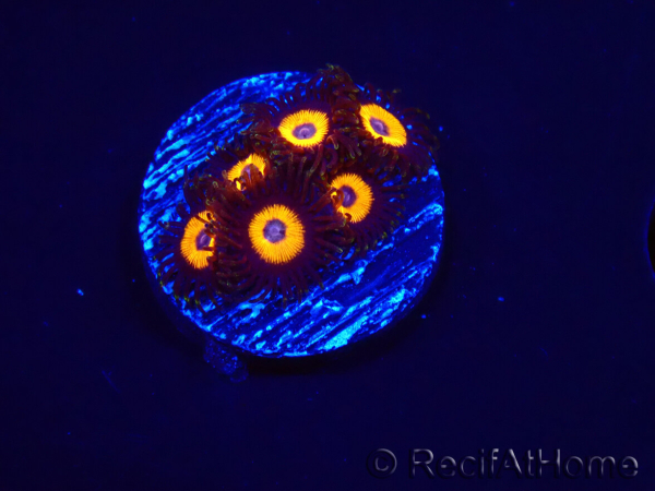 WYSIWYG - Zoanthus Johnny's Pumpkin Seed