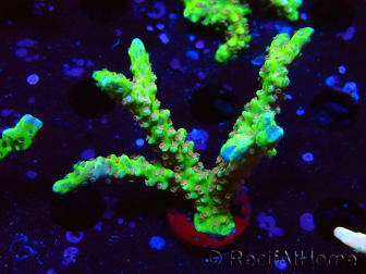 WYSIWYG - AK Goldenrod Anacropora