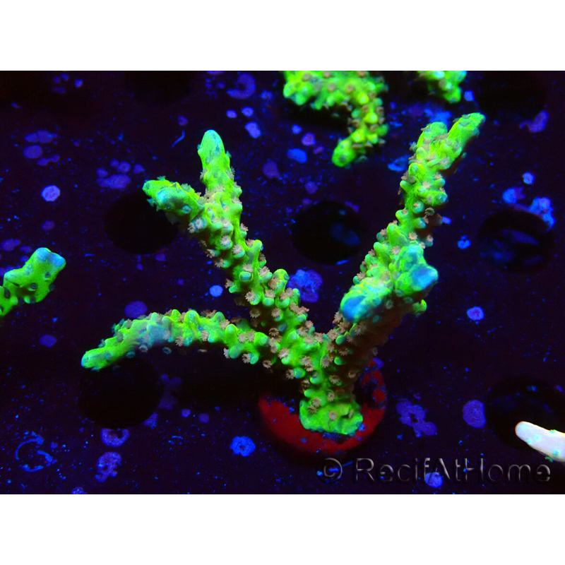 WYSIWYG - AK Goldenrod Anacropora 1W2
