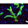 WYSIWYG - AK Goldenrod Anacropora 1W2