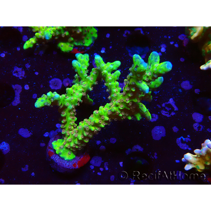 WYSIWYG - AK Goldenrod Anacropora