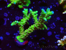 WYSIWYG - AK Goldenrod Anacropora