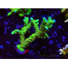 WYSIWYG - AK Goldenrod Anacropora