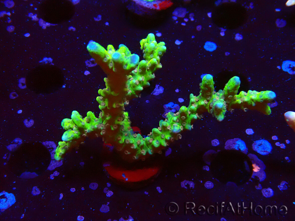 WYSIWYG - AK Goldenrod Anacropora