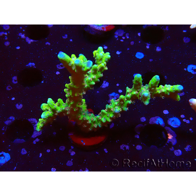 WYSIWYG - AK Goldenrod Anacropora