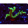 WYSIWYG - AK Goldenrod Anacropora 1W6