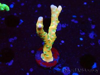 WYSIWYG - MH Tropicana Anacropora 1X1