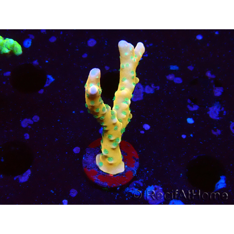 WYSIWYG - MH Tropicana Anacropora 1X1