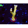 WYSIWYG - MH Tropicana Anacropora 1X1