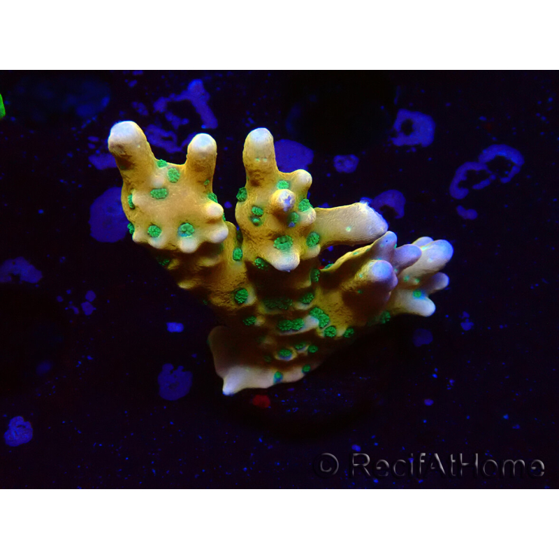 WYSIWYG - MH Tropicana Anacropora 1X5