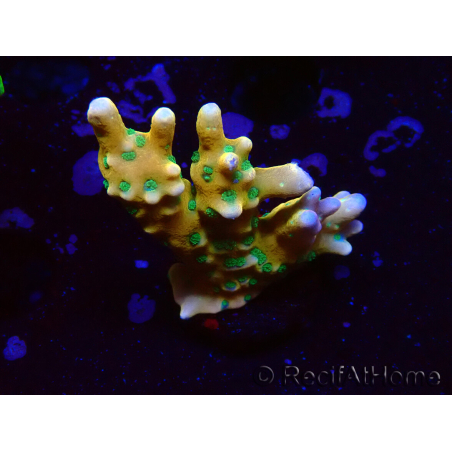 WYSIWYG - MH Tropicana Anacropora
