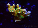 WYSIWYG - MH Tropicana Anacropora