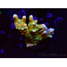 WYSIWYG - MH Tropicana Anacropora 1X5