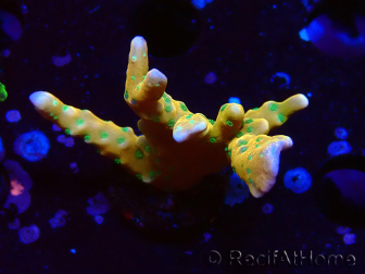 WYSIWYG - MH Tropicana Anacropora