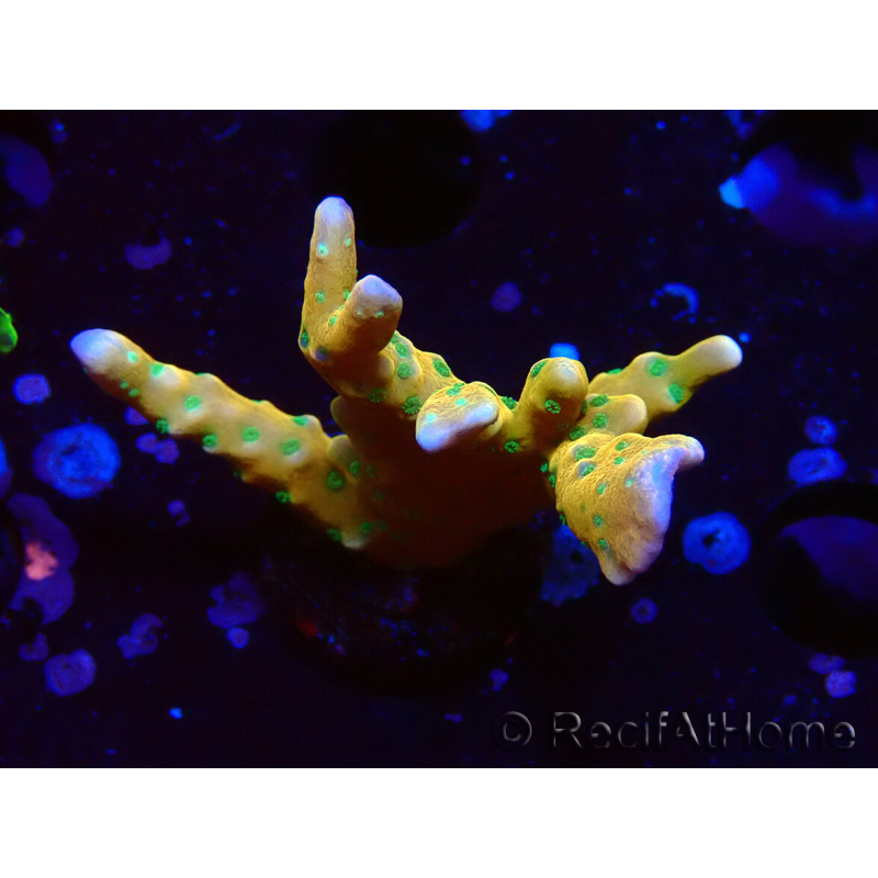 WYSIWYG - MH Tropicana Anacropora
