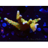 WYSIWYG - MH Tropicana Anacropora