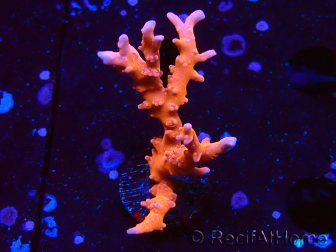 WYSIWYG - JF TNT Anacropora