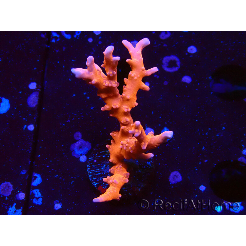 WYSIWYG - JF TNT Anacropora
