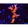 WYSIWYG - JF TNT Anacropora 1Y3
