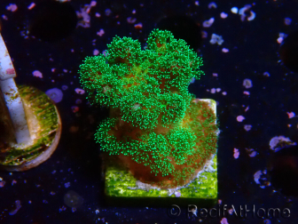WYSIWYG Pocillopora damicornis vert
