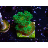 WYSIWYG Pocillopora damicornis vert 1A3