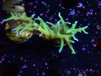 WYSIWYG Seriatopora histrix verde
