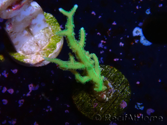 WYSIWYG Seriatopora histrix verde