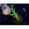 WYSIWYG Seriatopora histrix verde