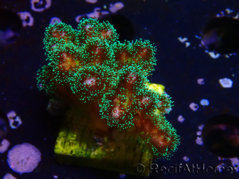 WYSIWYG Pocillopora damicormis Gold insane