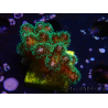 WYSIWYG Pocillopora damicormis Gold insane