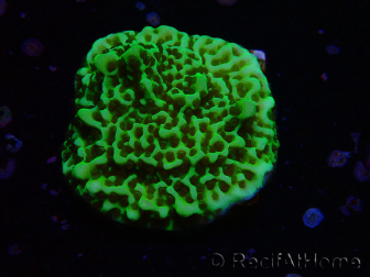 WYSIWYG Montipora confusa