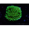 WYSIWYG Montipora confusa