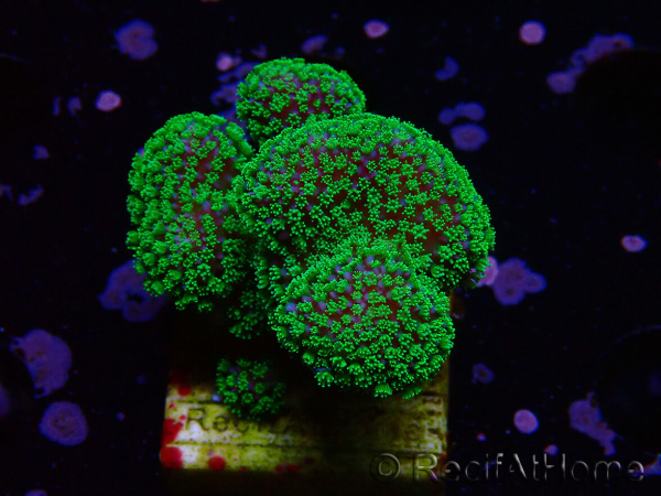 WYSIWYG Stylophora Rose fluoreszierende grüne Polypen
