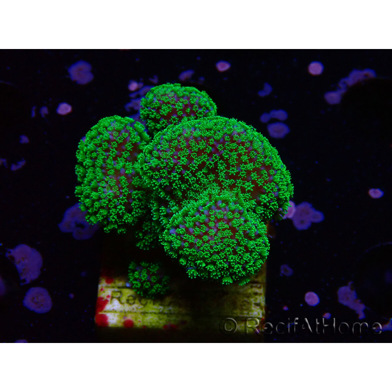 WYSIWYG Stylophora Rose fluorescent green polyps