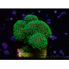 WYSIWYG Stylophora Rosa pólipos verde fluorescente