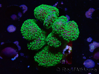 WYSIWYG Stylophora Rose fluoreszierend grüne Polypen