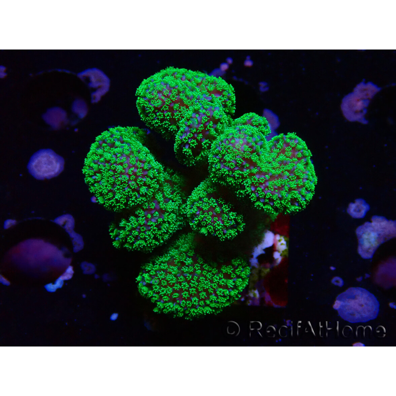 WYSIWYG Stylophora Rosa polipi verde fluorescente