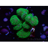 WYSIWYG Stylophora Rose polypes vert fluo 1H4