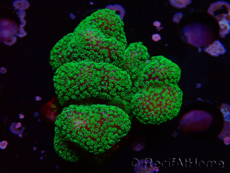 WYSIWYG Stylophora Rosa pólipos verde flúor