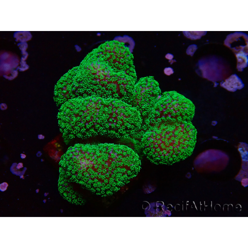 WYSIWYG Stylophora Rosa pólipos verde flúor