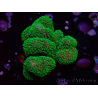 WYSIWYG Stylophora Rose polypes vert fluo